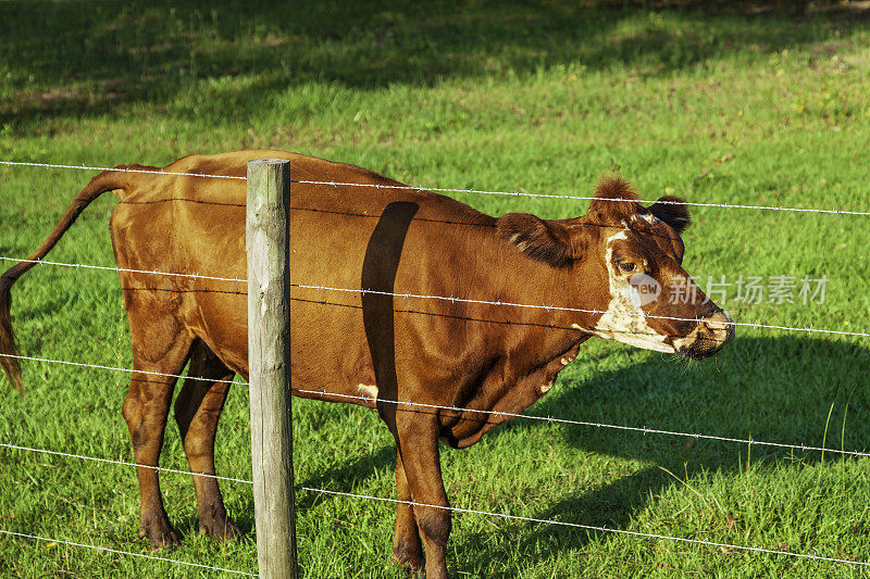 现在棕色的奶牛怎么了-不知道篱笆那边的草是不是真的更绿。