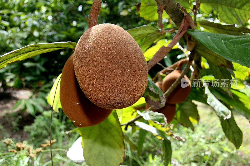 位于巴伊亚州南部的库普阿库种植园