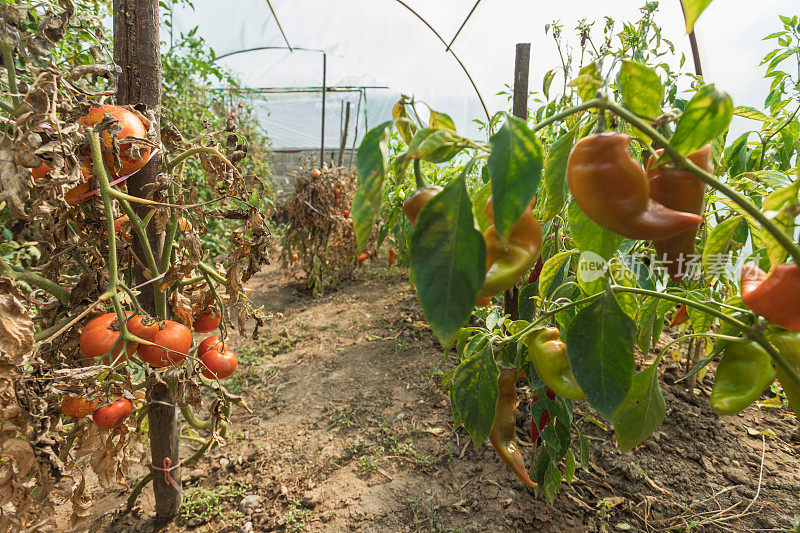温室园艺，番茄辣椒和辣椒