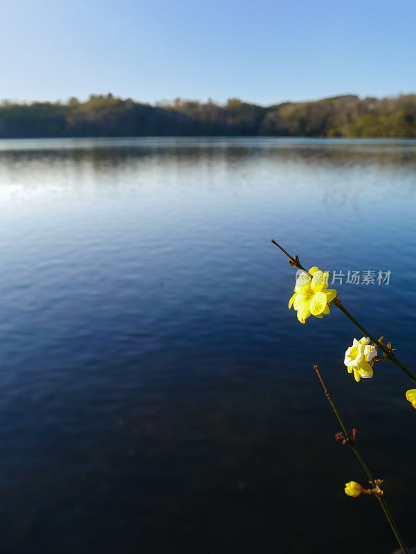 黄色的花在湖边