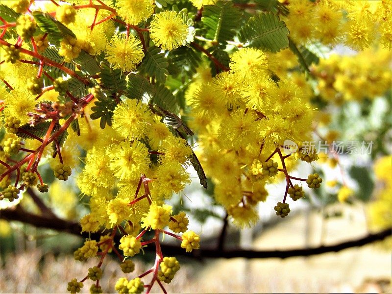 日本。3月。含羞草开花。特写镜头。