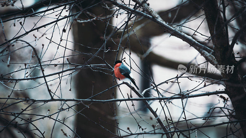 红腹灰雀冬天在树上栖息