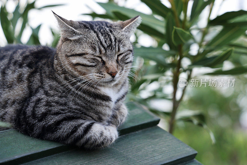 近距离的灰猫蜷缩着睡觉