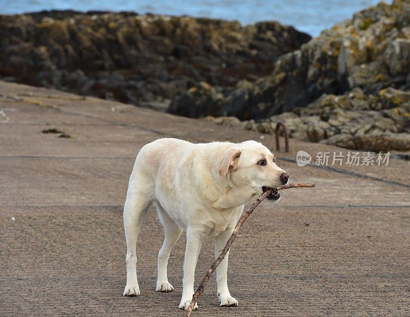 海滩上的拉布拉多寻回犬