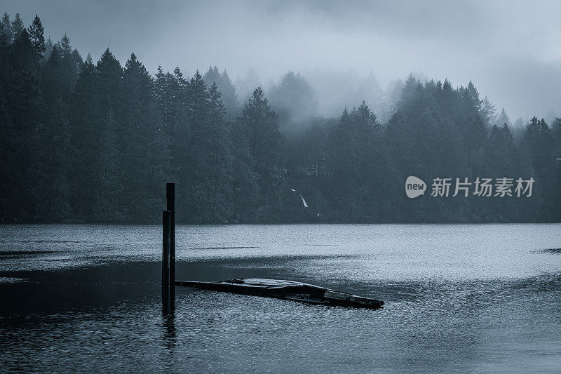 海边雾蒙蒙的雨林