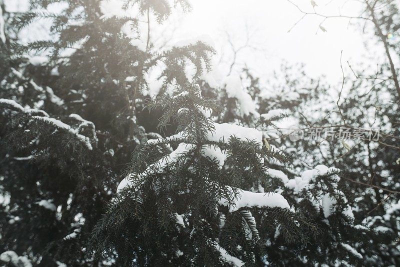 冬天的景色有白雪皑皑的树木和阳光