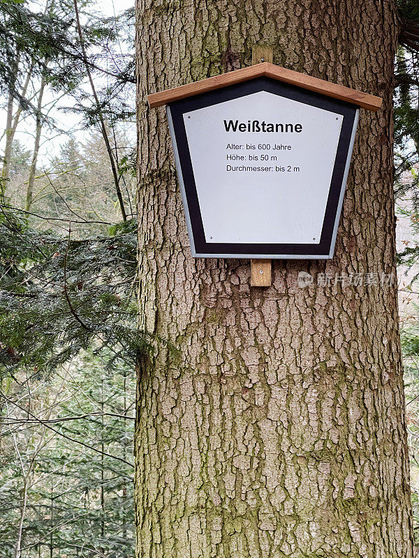 银冷杉树，有信息标志，包括年龄，高度和直径