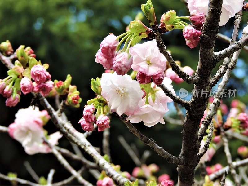 日本。四月里晴朗的一天。佐野市片山公园的樱花。