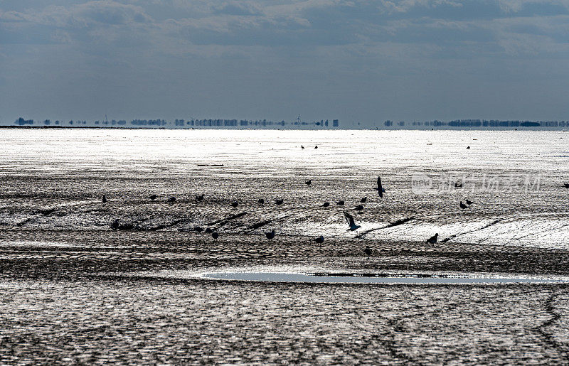 诺福克Snettisham泥滩上的鸟群。