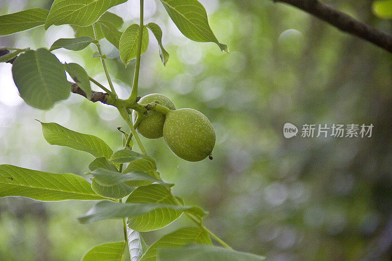 核桃树上未成熟的核桃