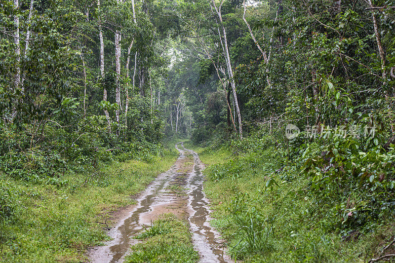 狭窄的土路穿过绿色的雨林，刚果，非洲