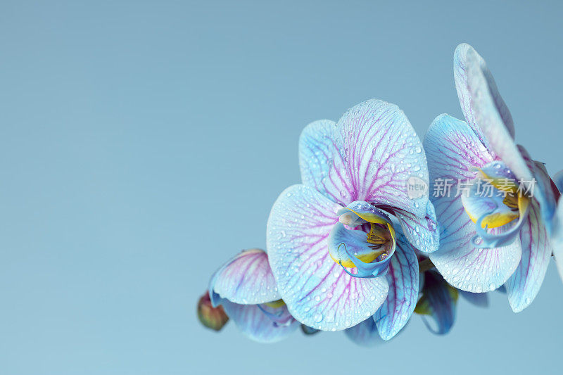 蓝色兰花花与露珠在蓝色背景与空间复制