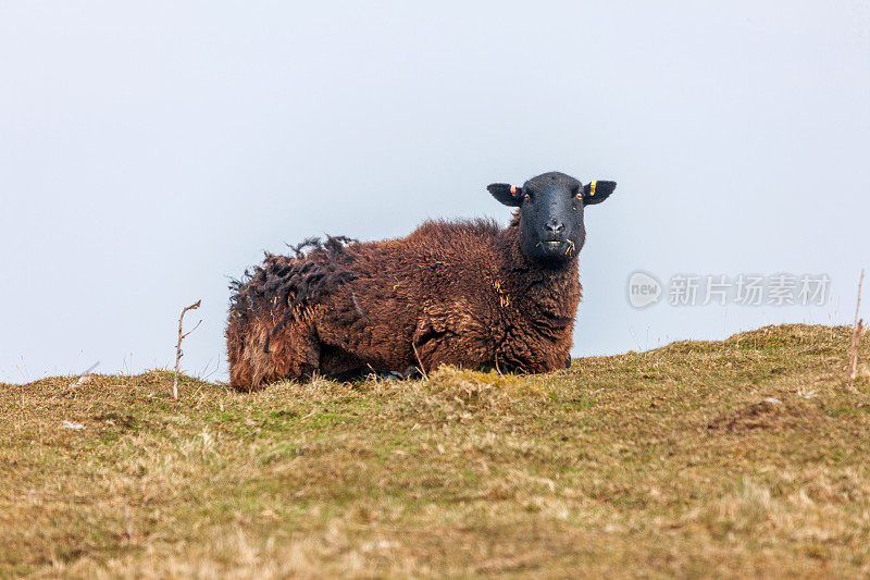 黑脸威尔士山坡绵羊特写