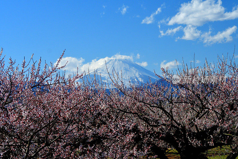 小田原佐贺贝正梅花林的富士山和白梅花