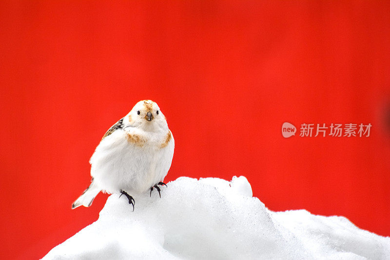 雪旗帜与红色背景