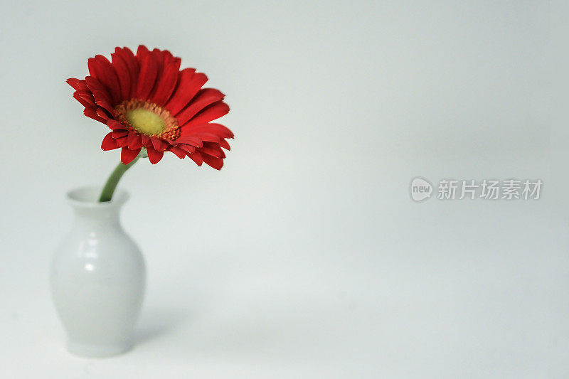 花瓶里的红雏菊