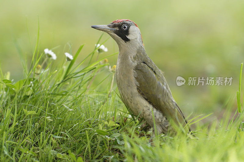 欧洲绿啄木鸟