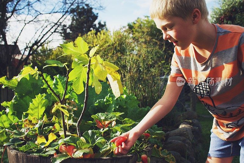 孩子正在检查他在花园里种植的草莓