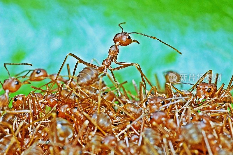 蚂蚁爬蚂蚁堆在绿叶上。