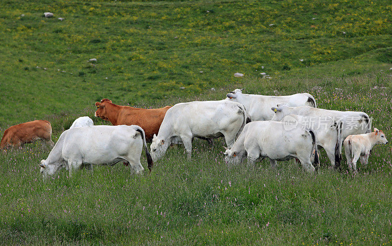 吃草的母牛和跟在妈妈后面的小牛穿过草地