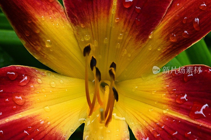 带雨的红黄花菜