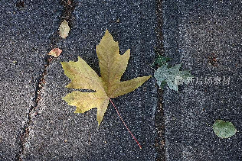 加拿大人行道上的落叶