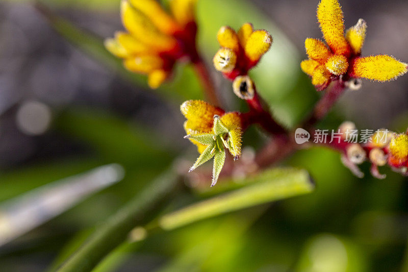 黄色袋鼠爪芽，微距摄影，背景与复制空间