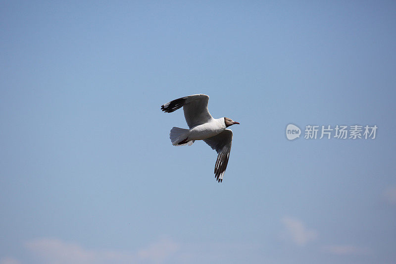 海鸥在天空中飞翔