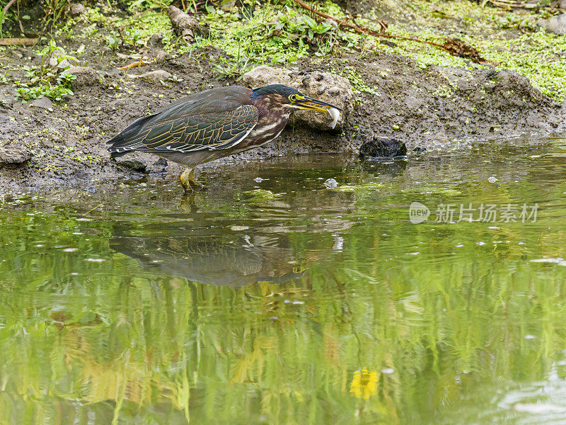 绿鹭幼鸟在俄勒冈州的湿地水域边吃鱼