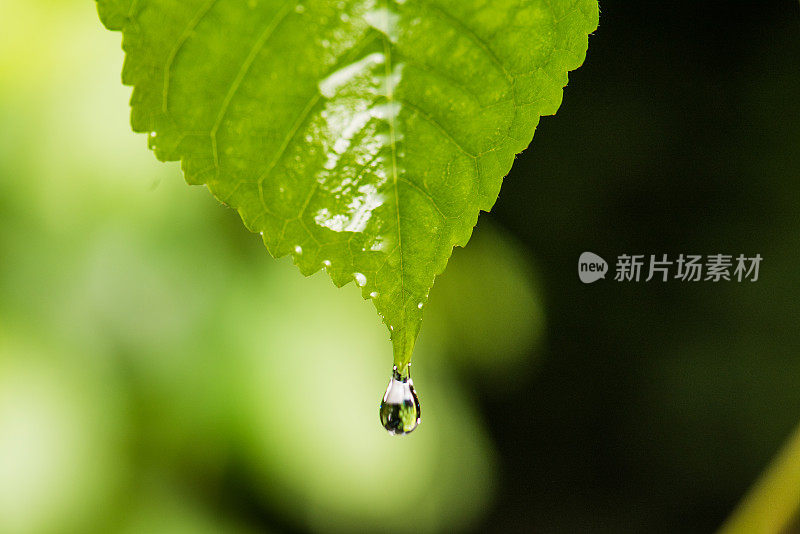 水在叶子的底部滴下来之前