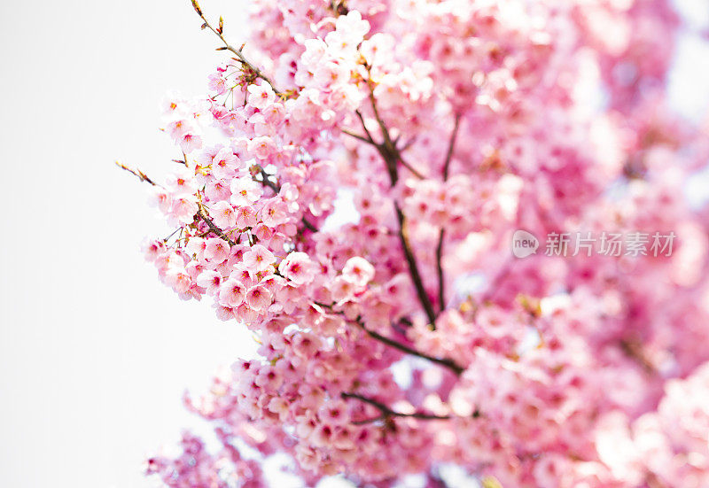 粉红色的樱花树