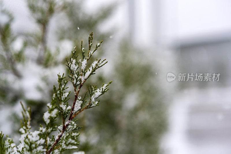 第一场雪降落在建筑的花园里