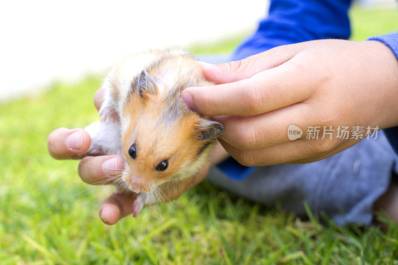 孩子抱着仓鼠在院子里