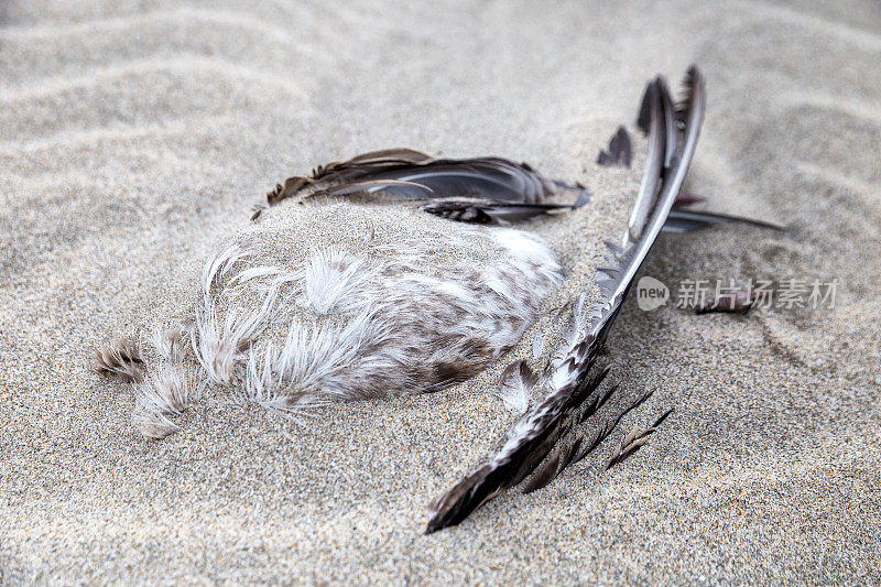 埋在沙滩上的死海鸥