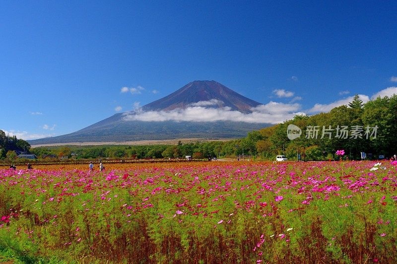 樱花盛开的富士山