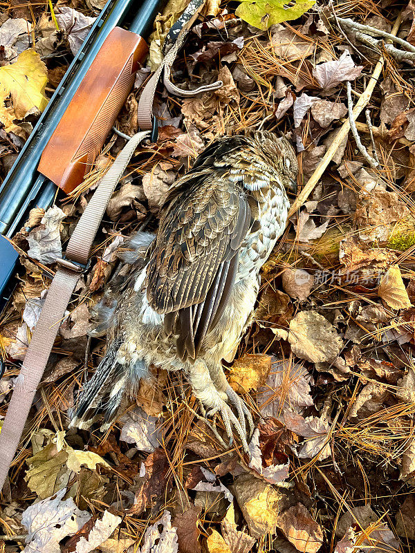 加拿大安大略省北部的狩猎季节-死的松鸡躺在落叶上的泵动猎枪