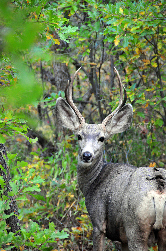 美国科罗拉多州罗克斯伯勒州立公园橡树林中的骡鹿