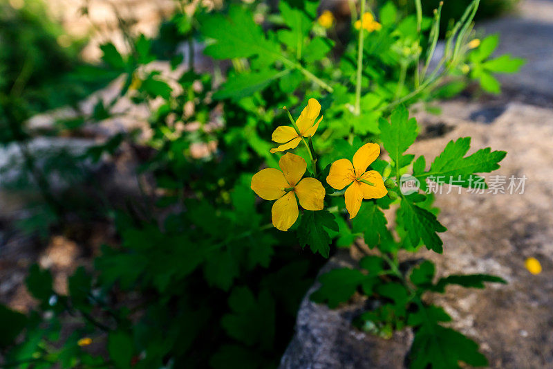 春天的花。自然公园景观。绿叶植物背景。旅游、度假。