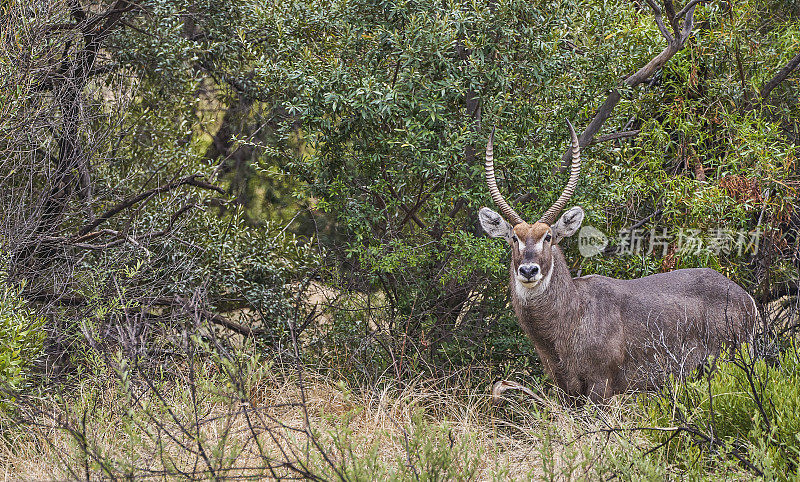 夏天在南非美丽的兰尼斯堡国家公园观赏野生水羚
