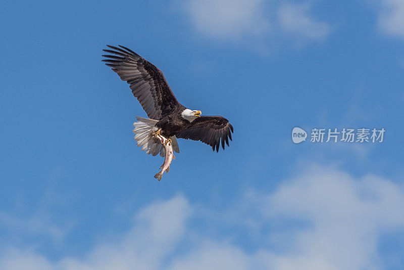 白头鹰供养着一家人，叼着巨大的梭鱼