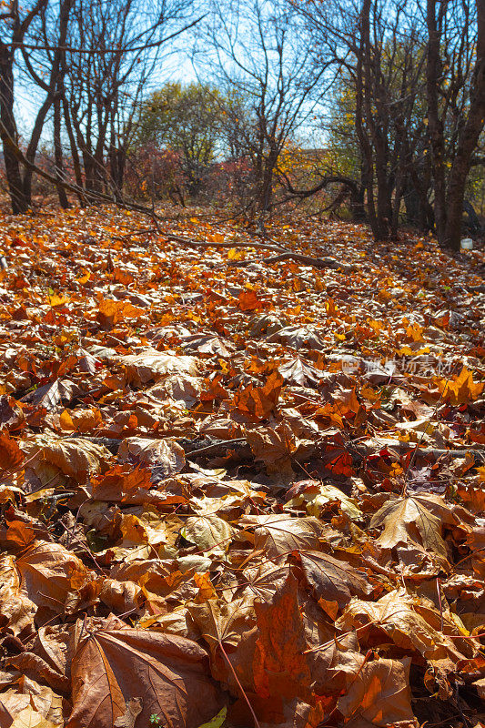 干燥的秋天的落叶