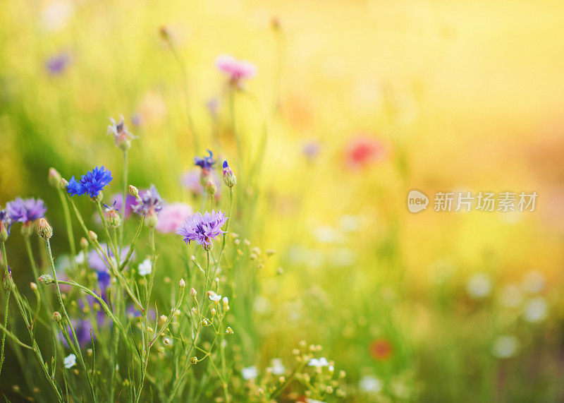 夏日明媚阳光下的野花背景