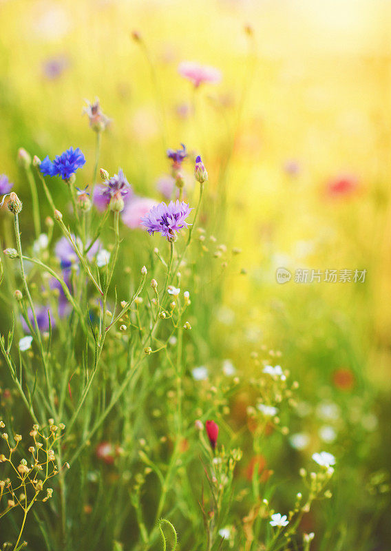 夏日明媚阳光下的野花背景