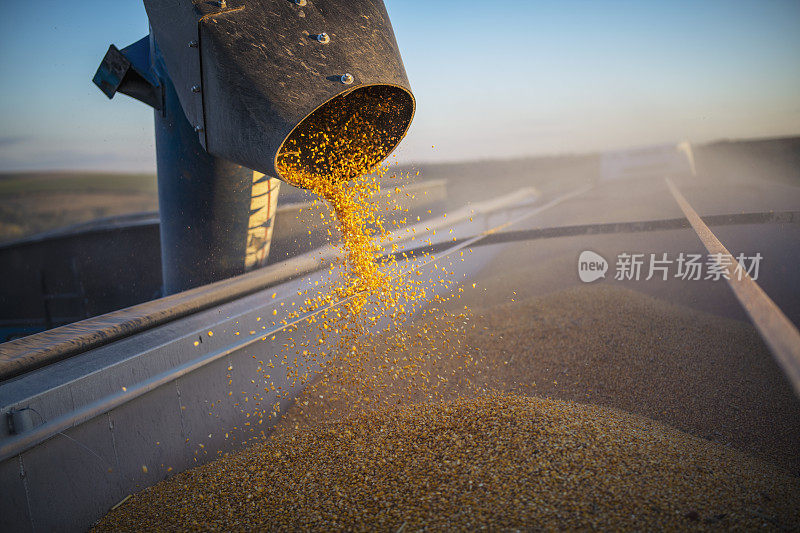 联合收割机将玉米转移到外面的粮食拖车上。