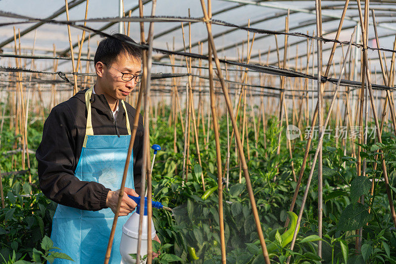 在蔬菜温室工作的农民