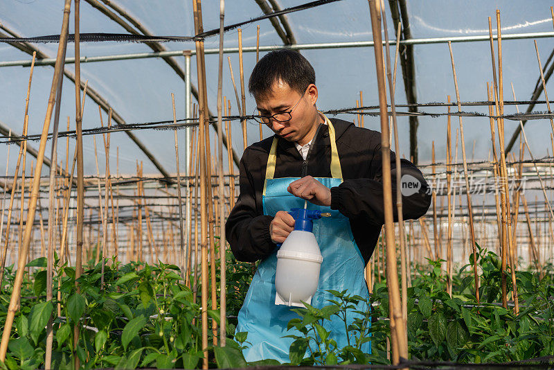 在蔬菜温室工作的农民