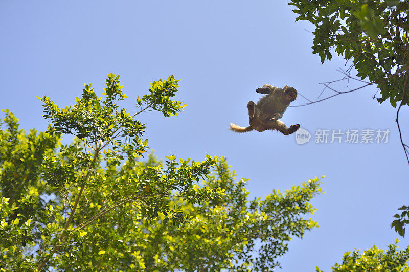 猴子跳跃时在空中的位置