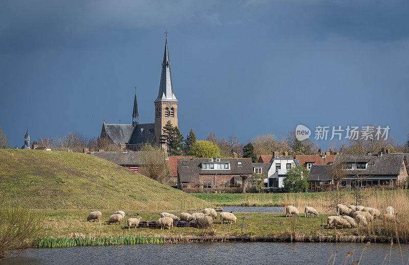 荷兰村庄Terheijden的景观，历史防御工事的观点，放牧的绵羊和教堂