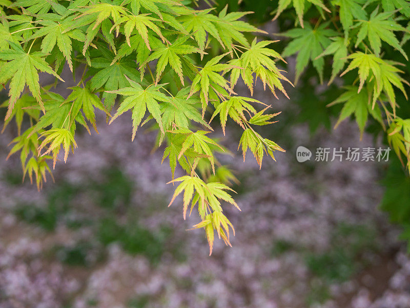 春天的自然背景