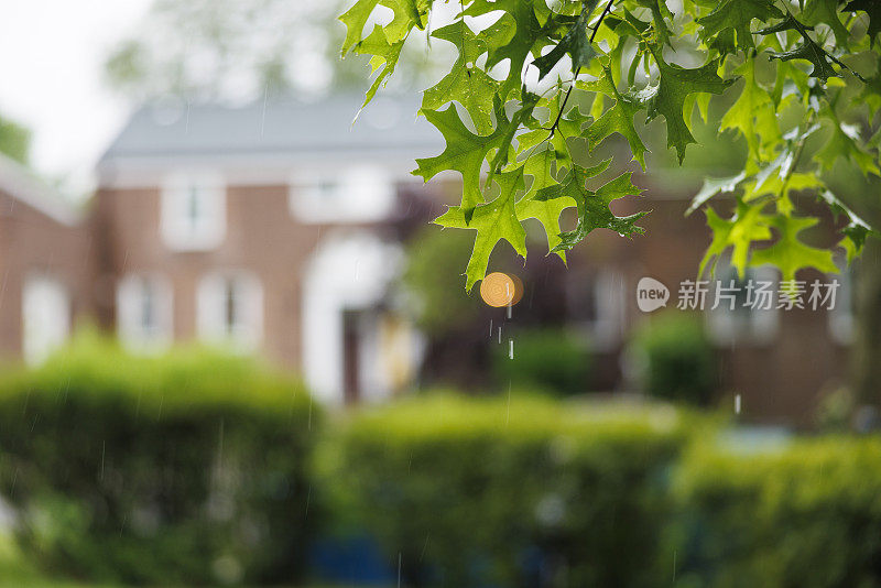 住宅区的夏雨。聚焦在树叶上，社区模糊在背景中。